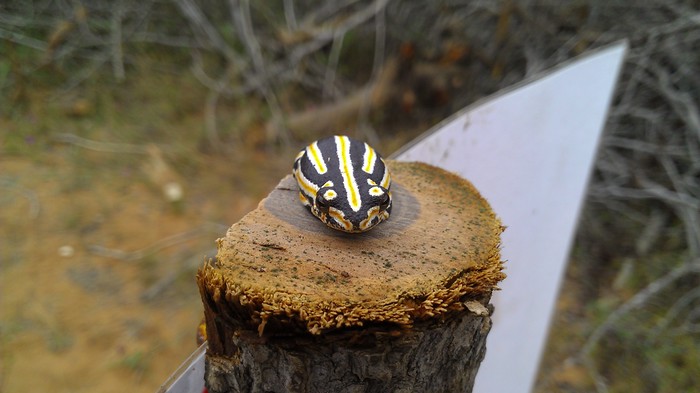 IMAG0416.jpg